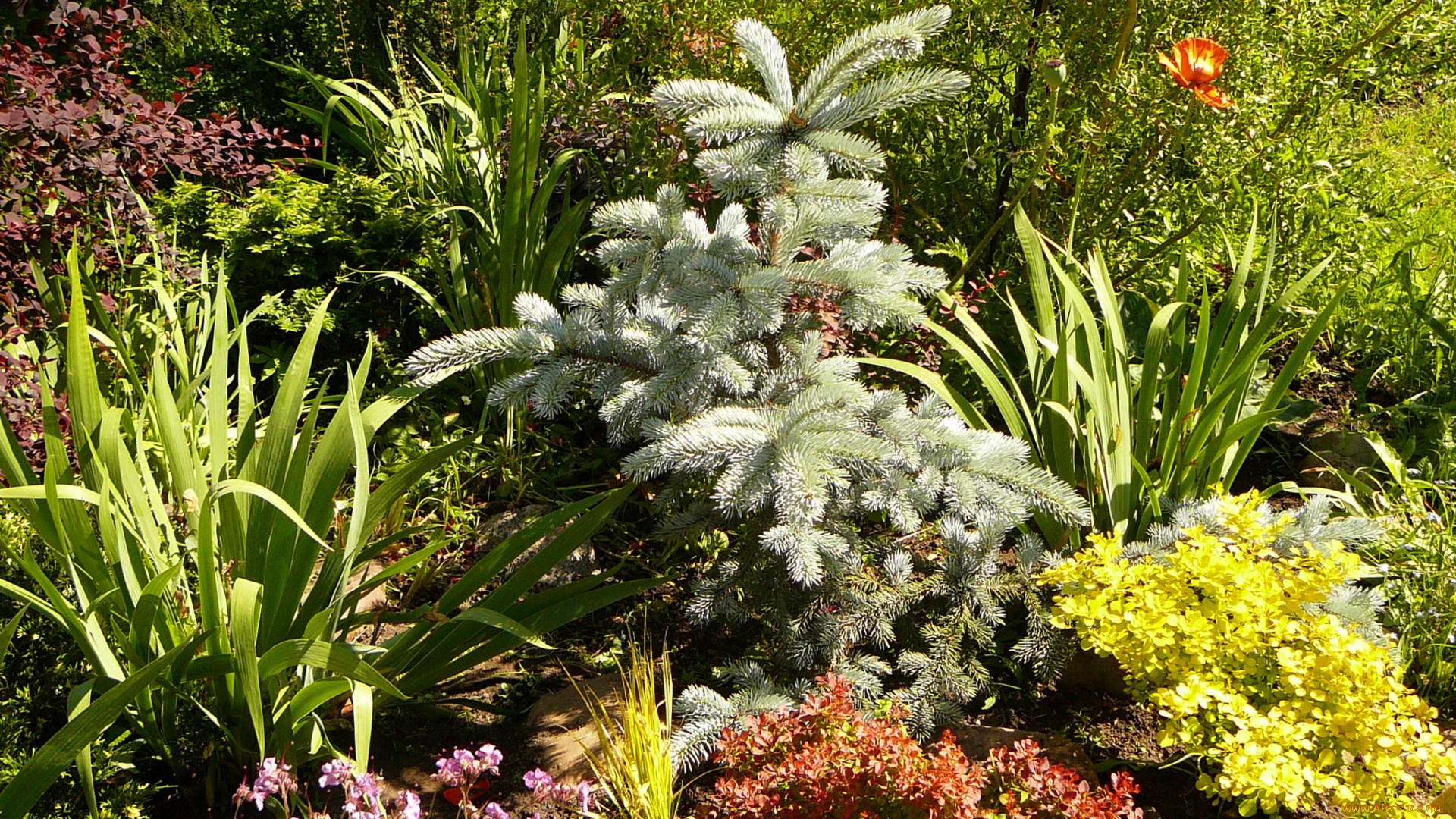 природа, парк, цветы, клумба, сад