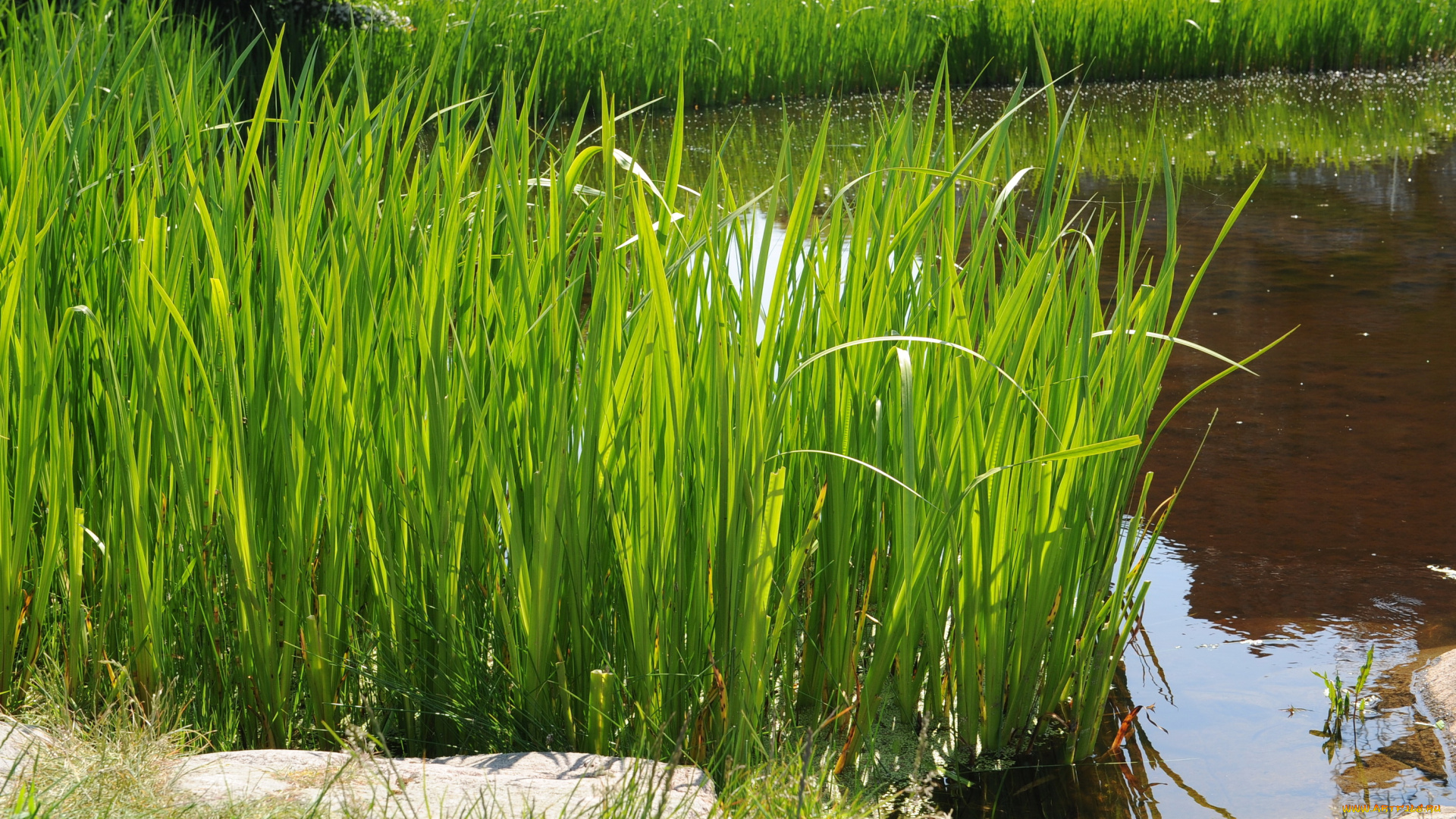 природа, реки, озера, камыши, река