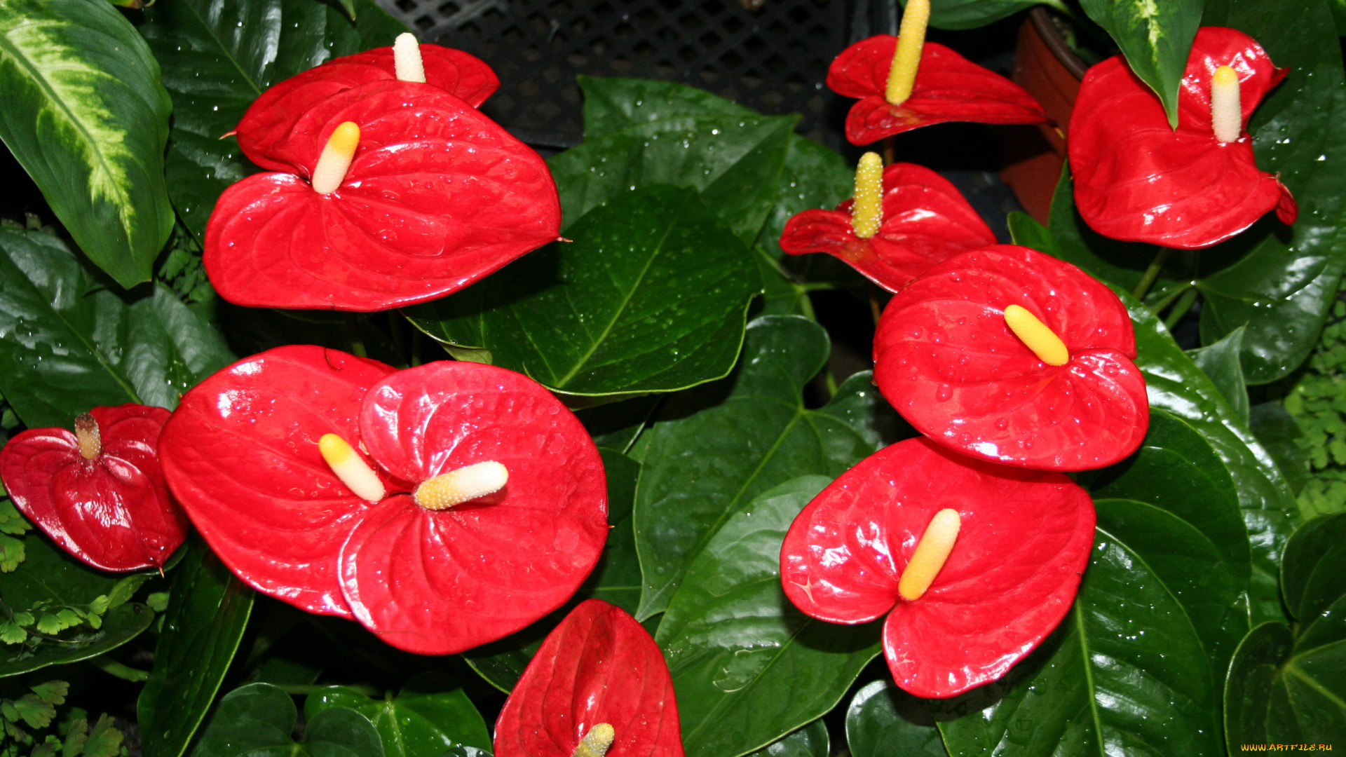 цветы, антуриум, , цветок, фламинго, много, красный, антуриум