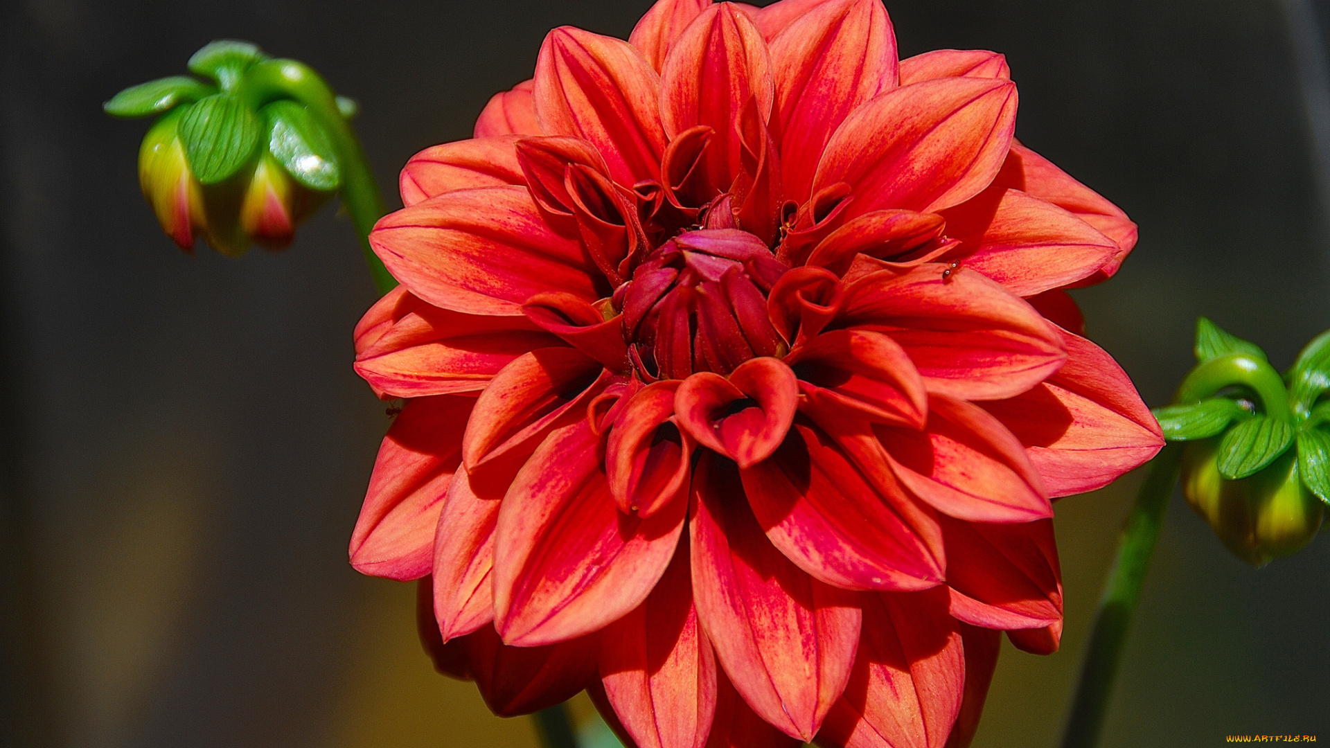 цветы, георгины, красный