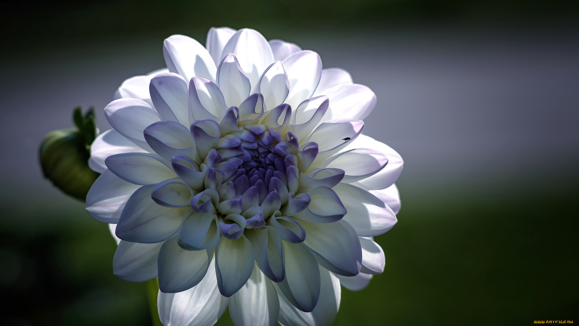 цветы, георгины, макро, голубые, лепестки, белые, георгин, цветок