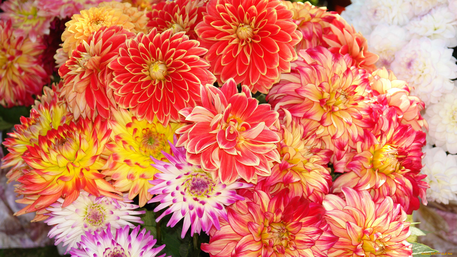 цветы, георгины, много