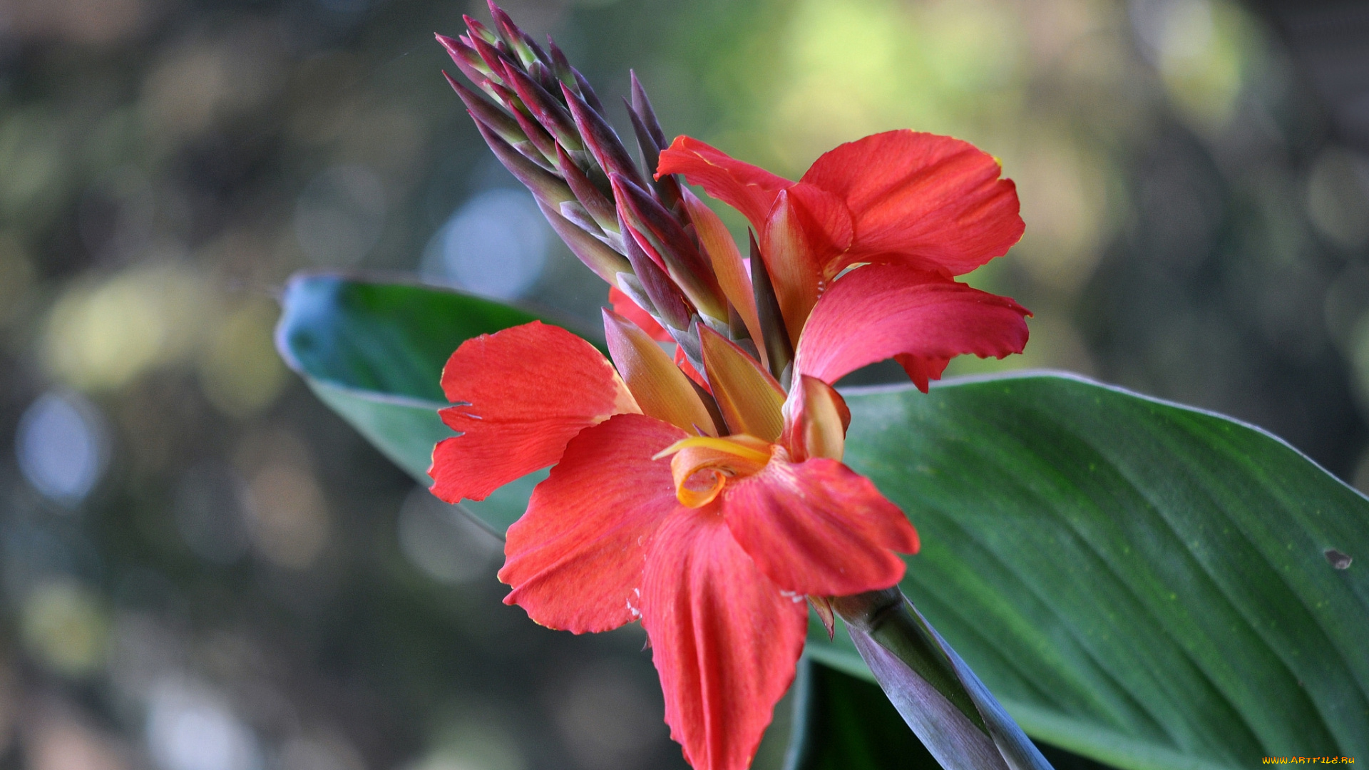 цветы, канна, красный