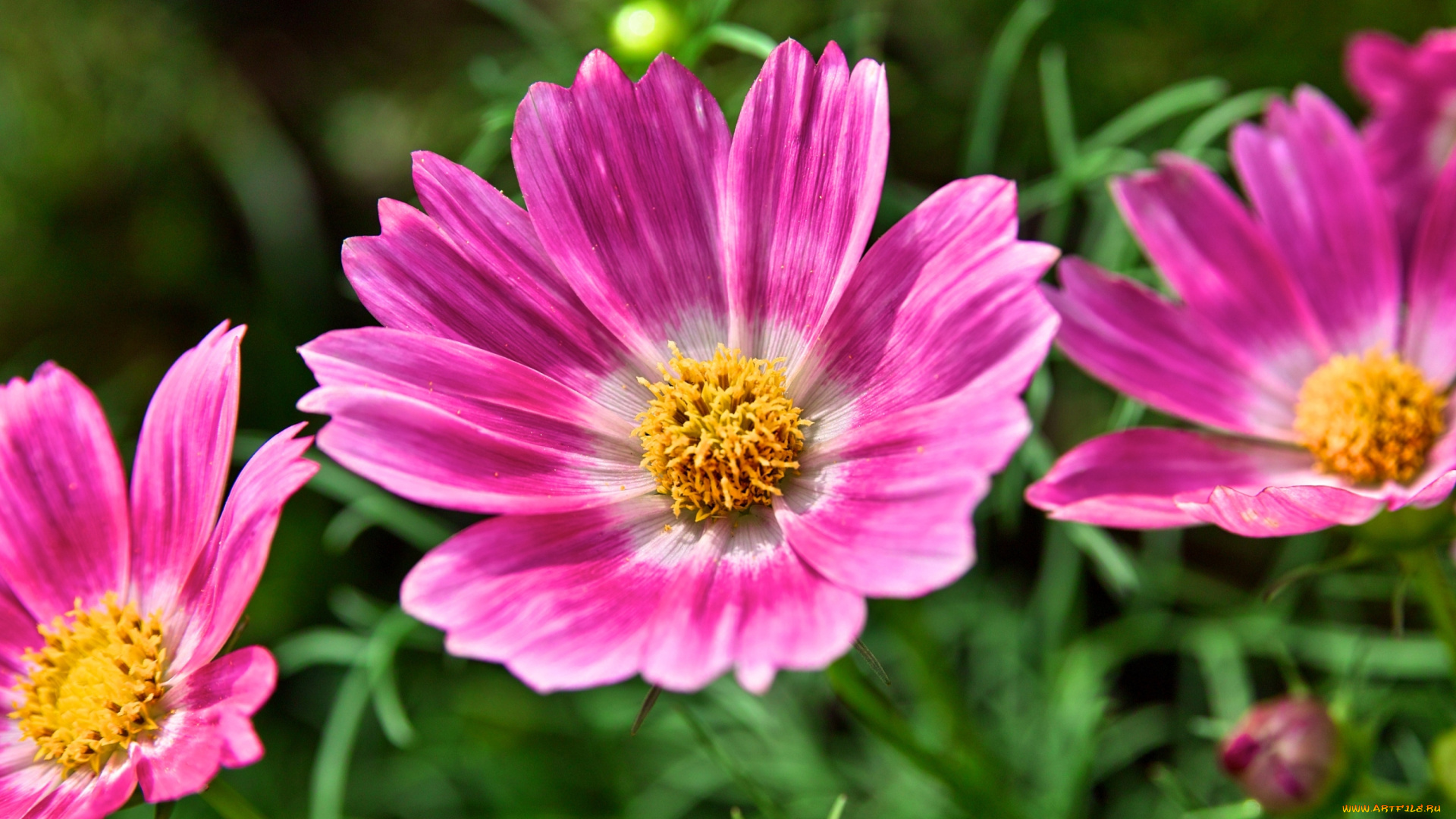 цветы, космея, макро