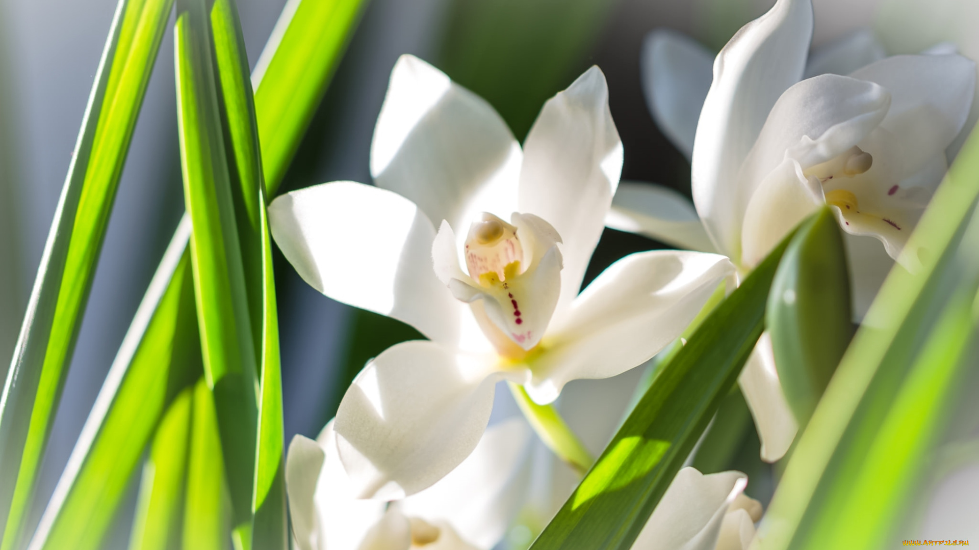 цветы, орхидеи, белый
