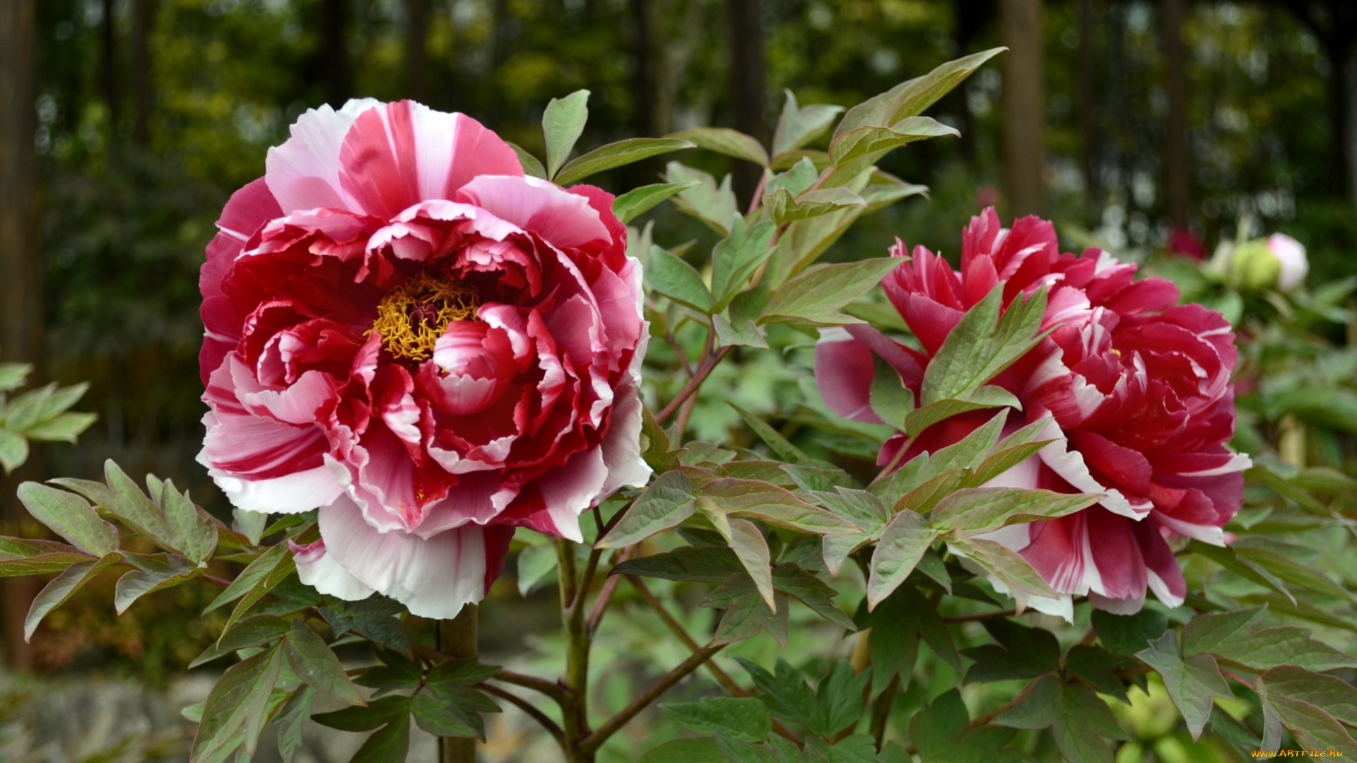 цветы, пионы, пестрый