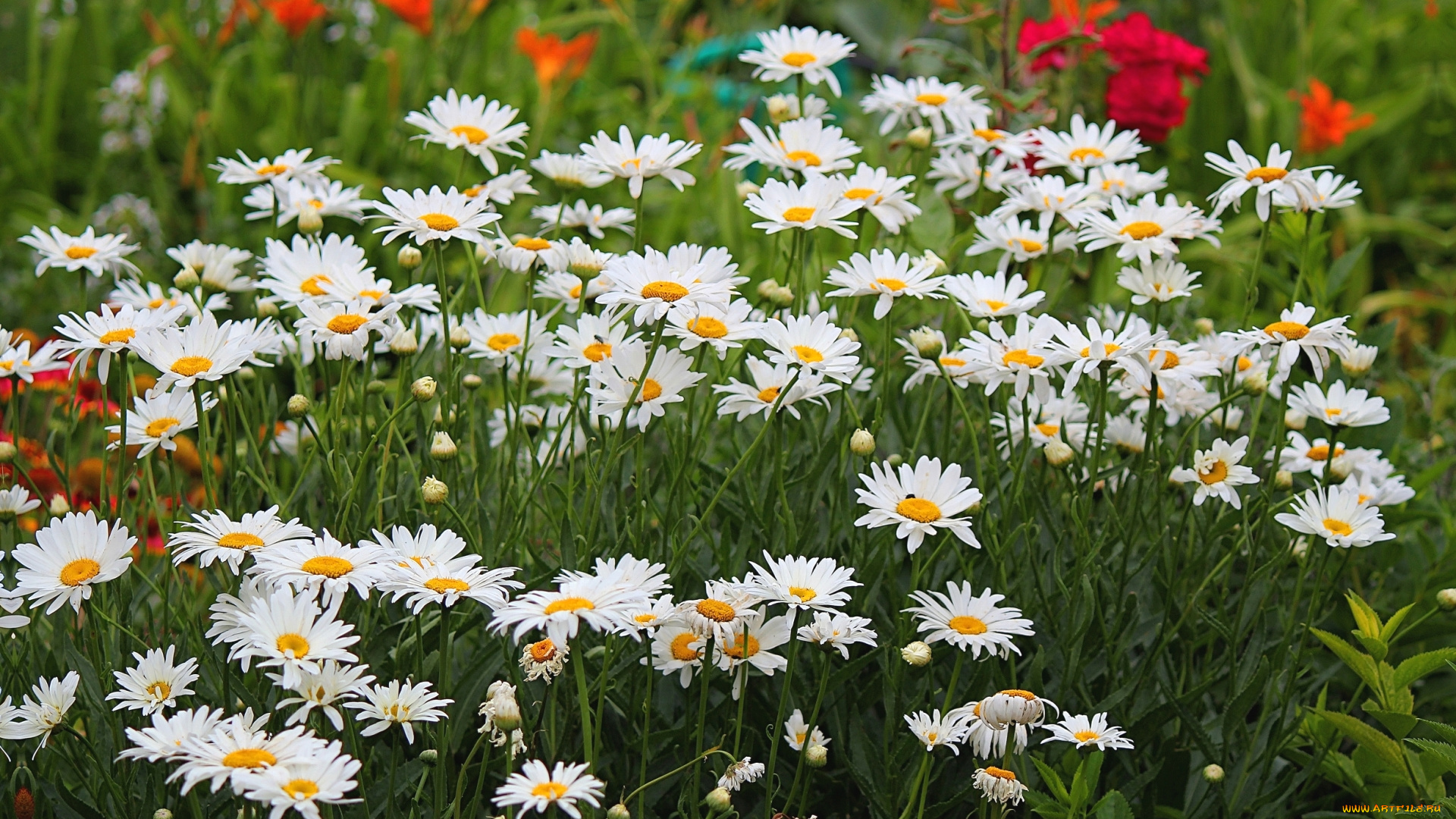 цветы, ромашки, белый