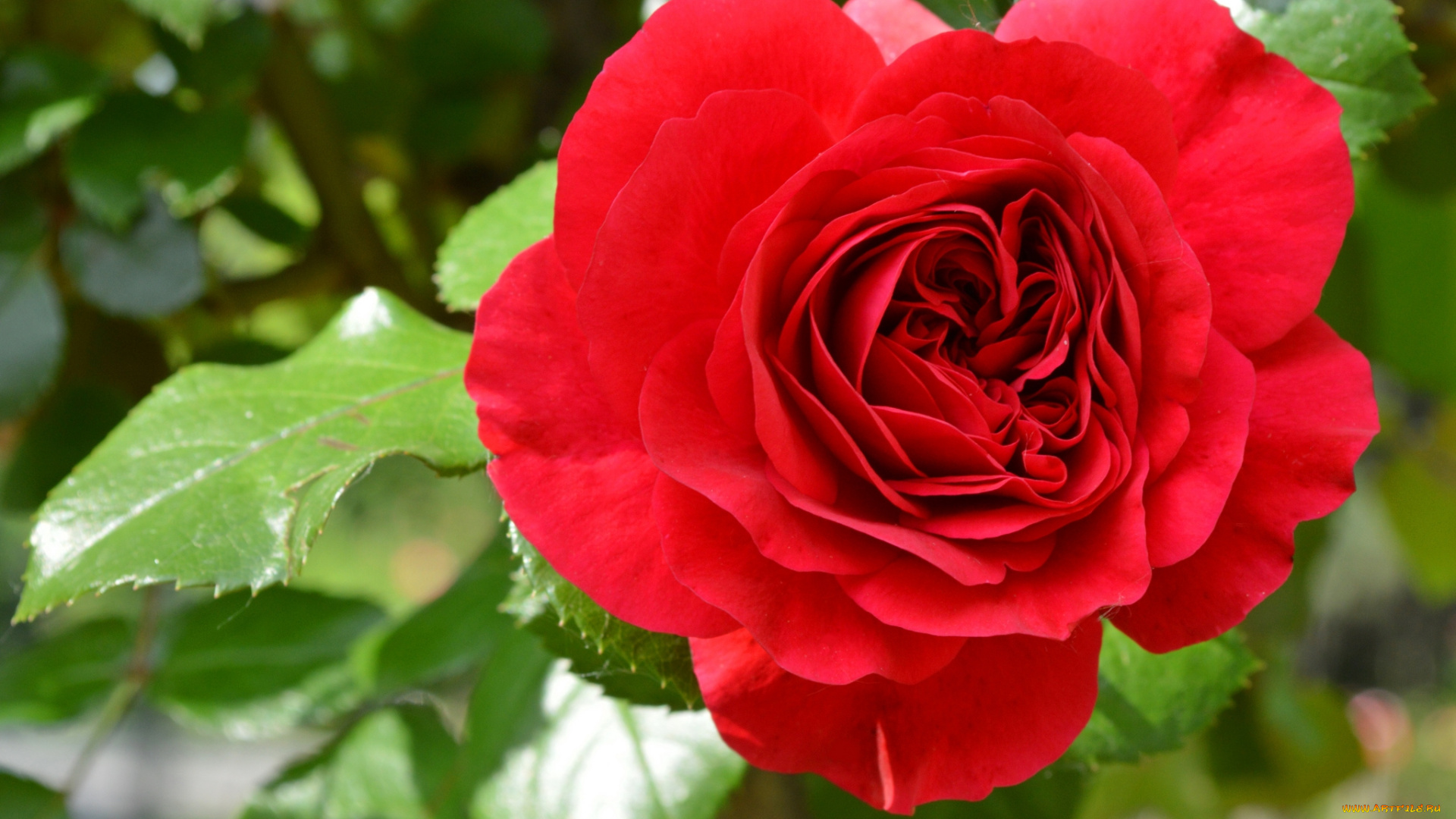 цветы, розы, красный