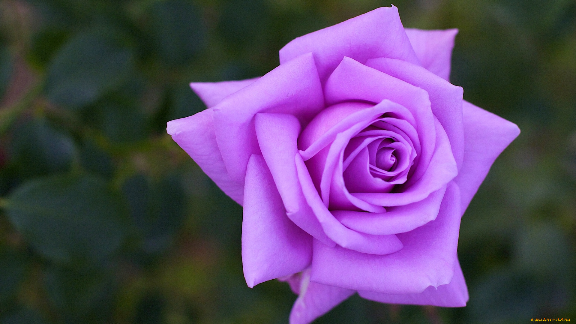 цветы, розы, макро