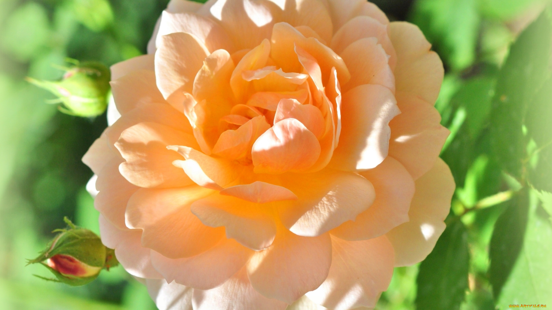 цветы, розы, макро