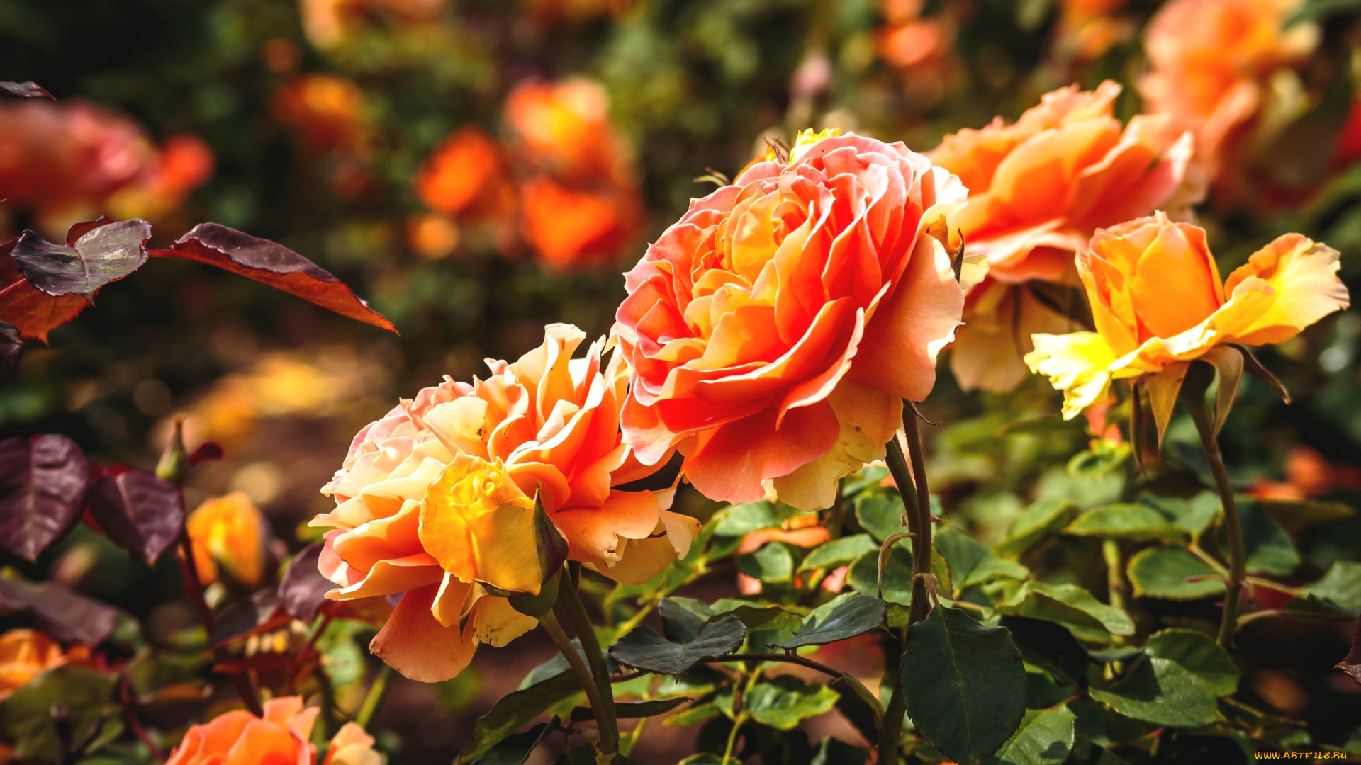 цветы, розы, оранж