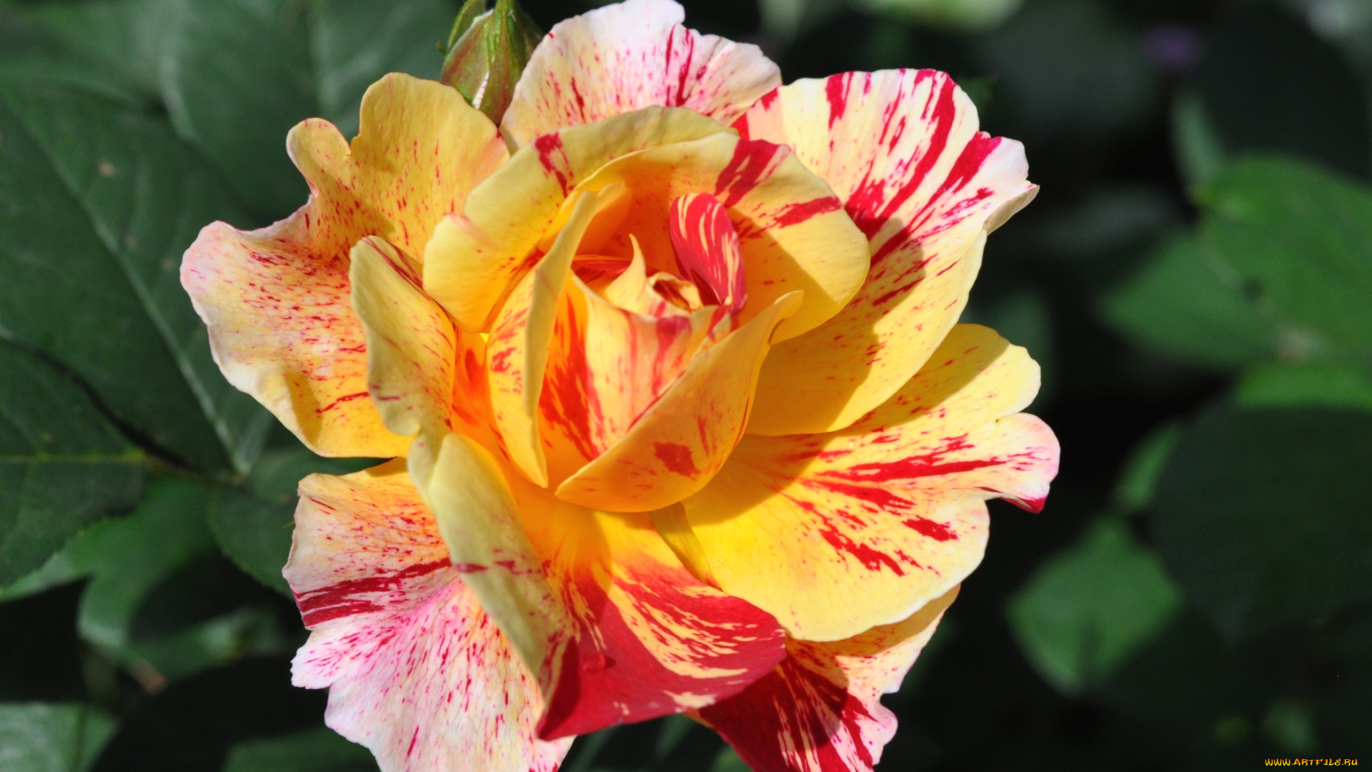 цветы, розы, пестрый