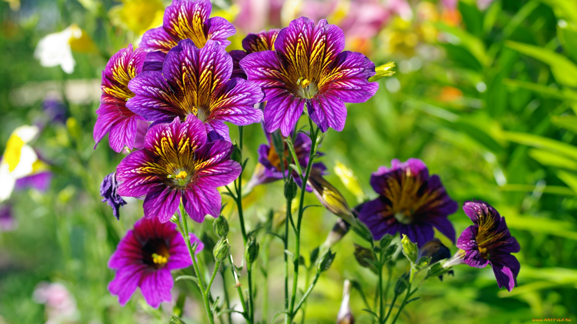 цветы, сальпиглоссис, лиловый