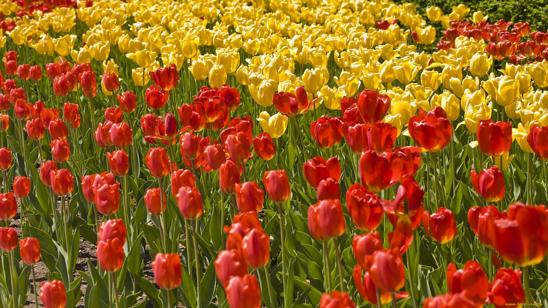 цветы, тюльпаны, бутоны