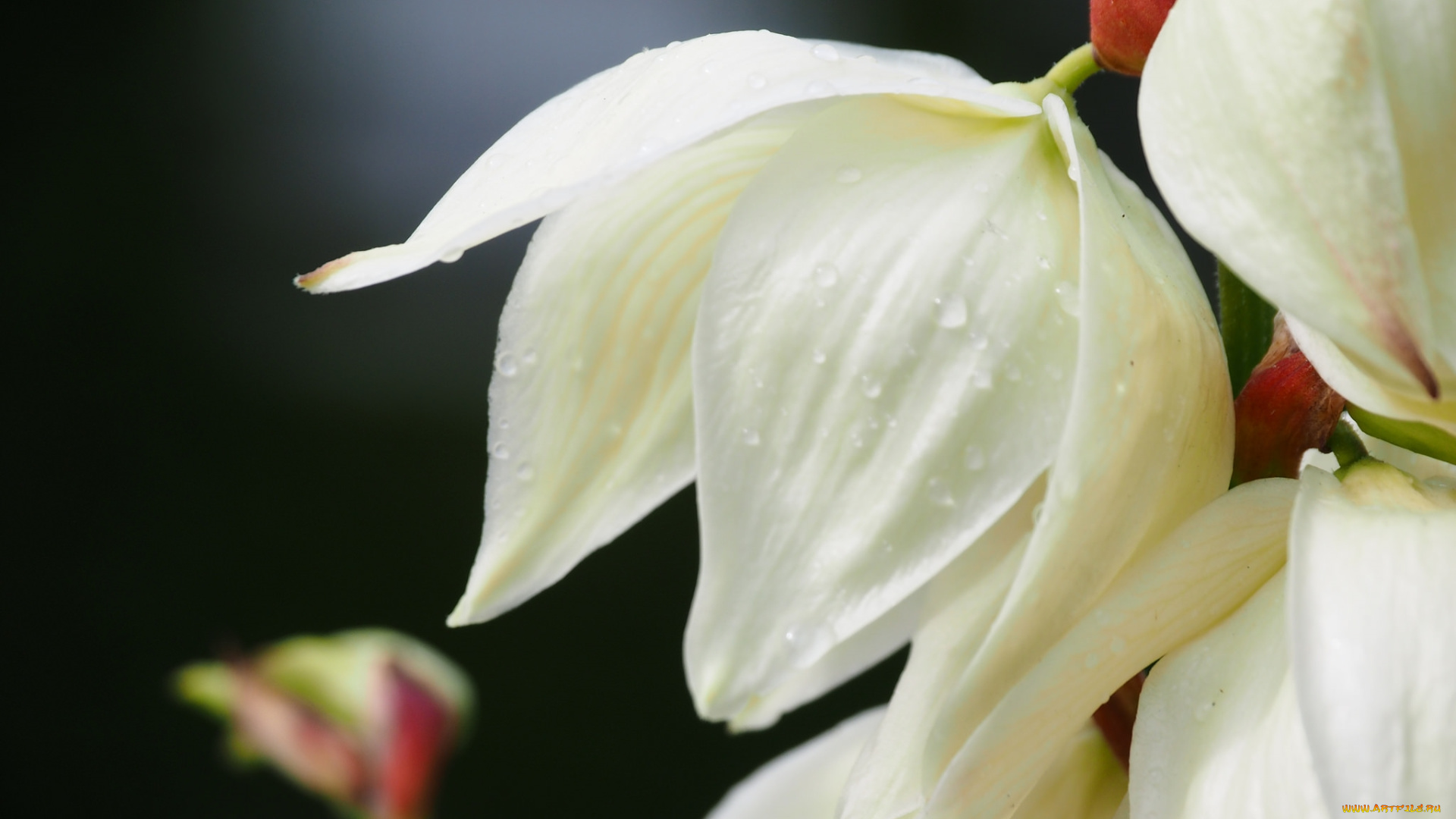 цветы, юкка, макро