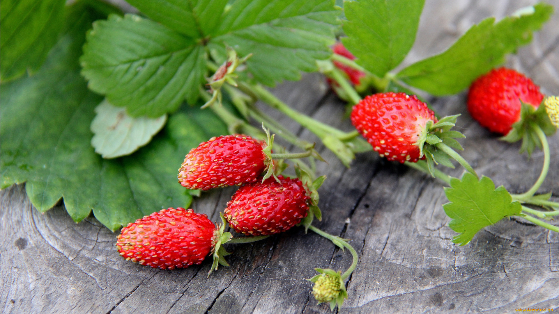 еда, клубника, , земляника, ягоды