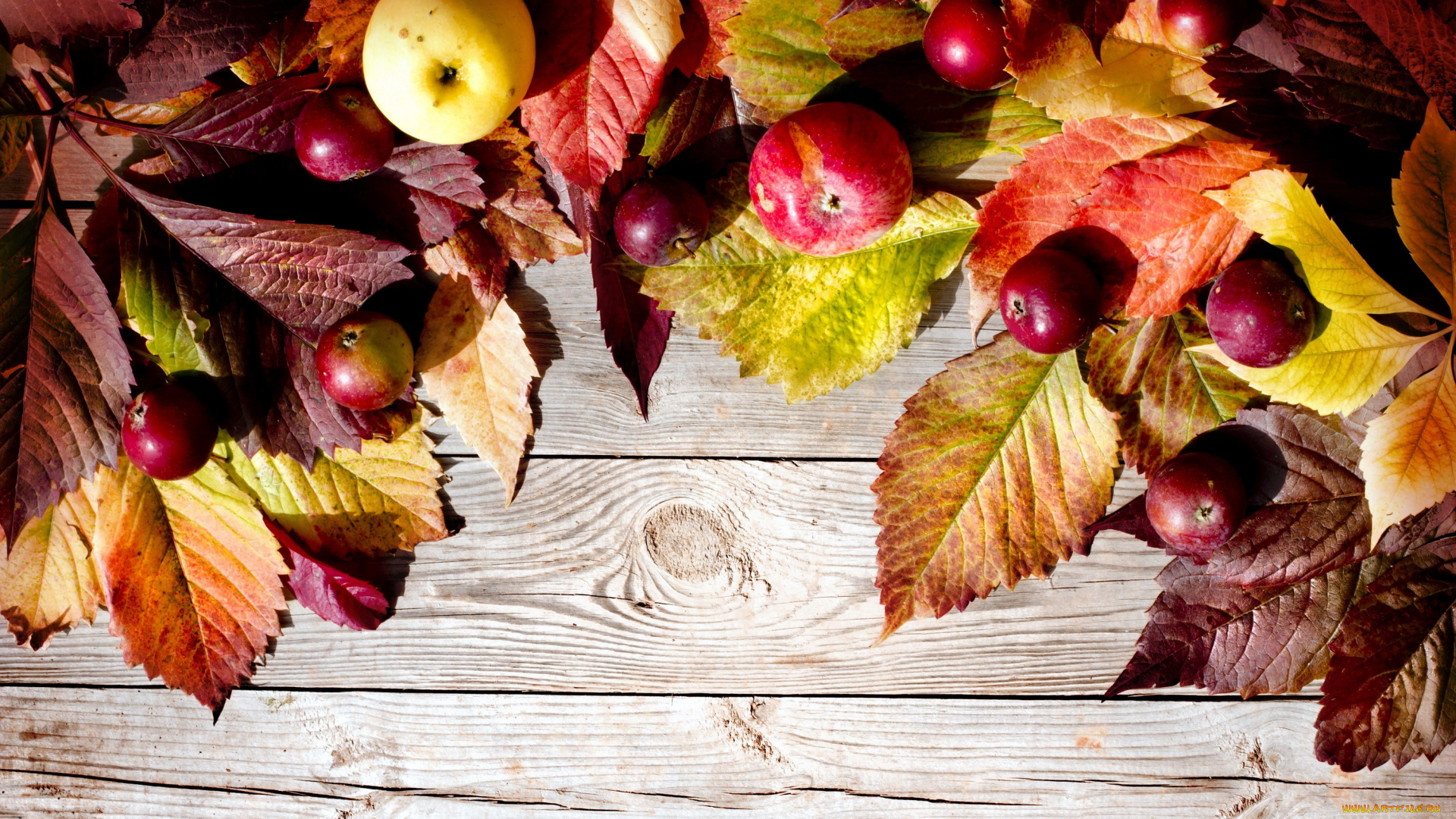 еда, Яблоки, осень, листья