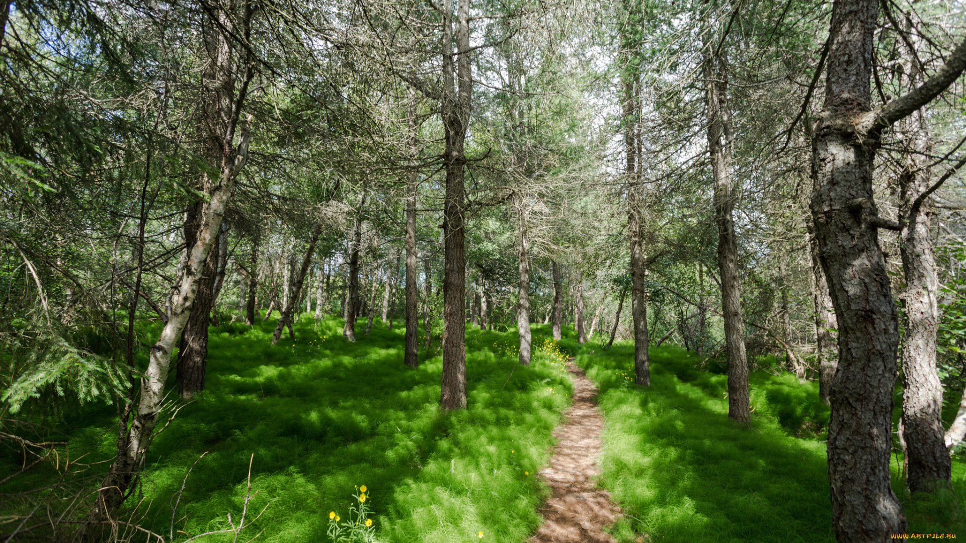 природа, дороги, лес, тропинка