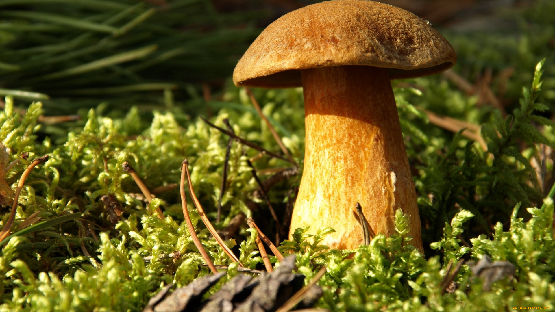 природа, грибы, крепыш