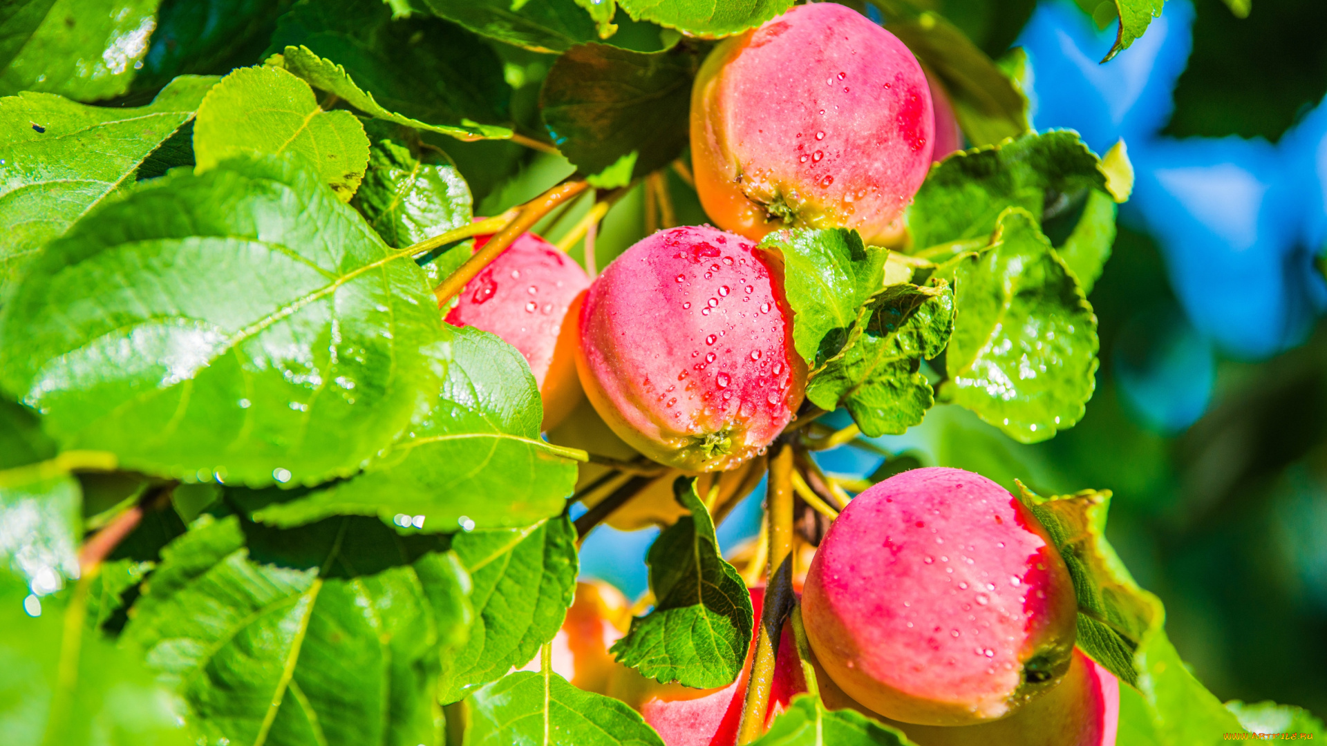 природа, плоды, яблоки