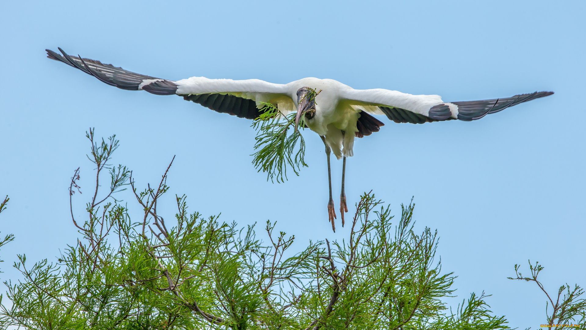животные, аисты, аист