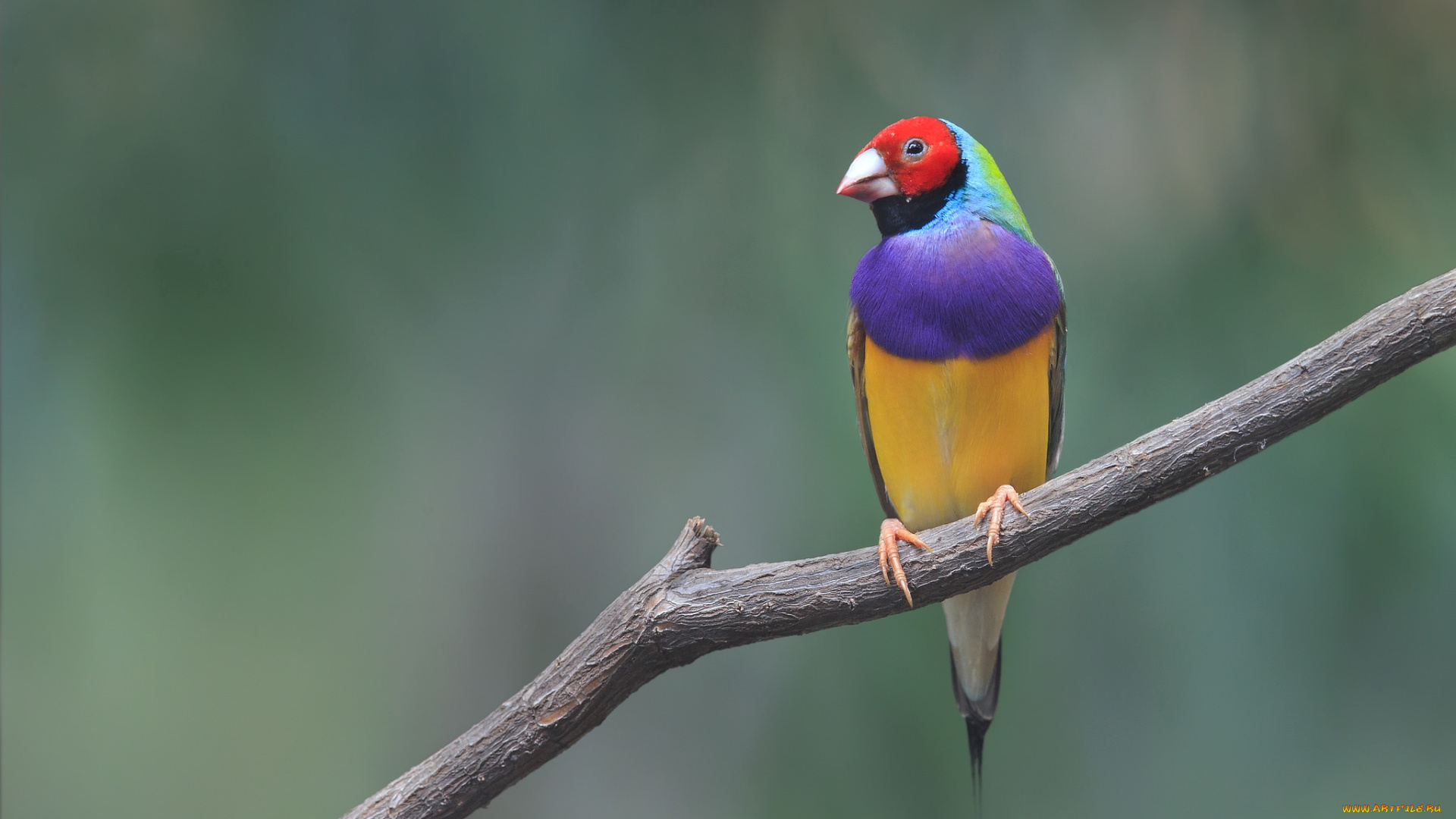 животные, амадины, , зяблики, , астрильды, цветной