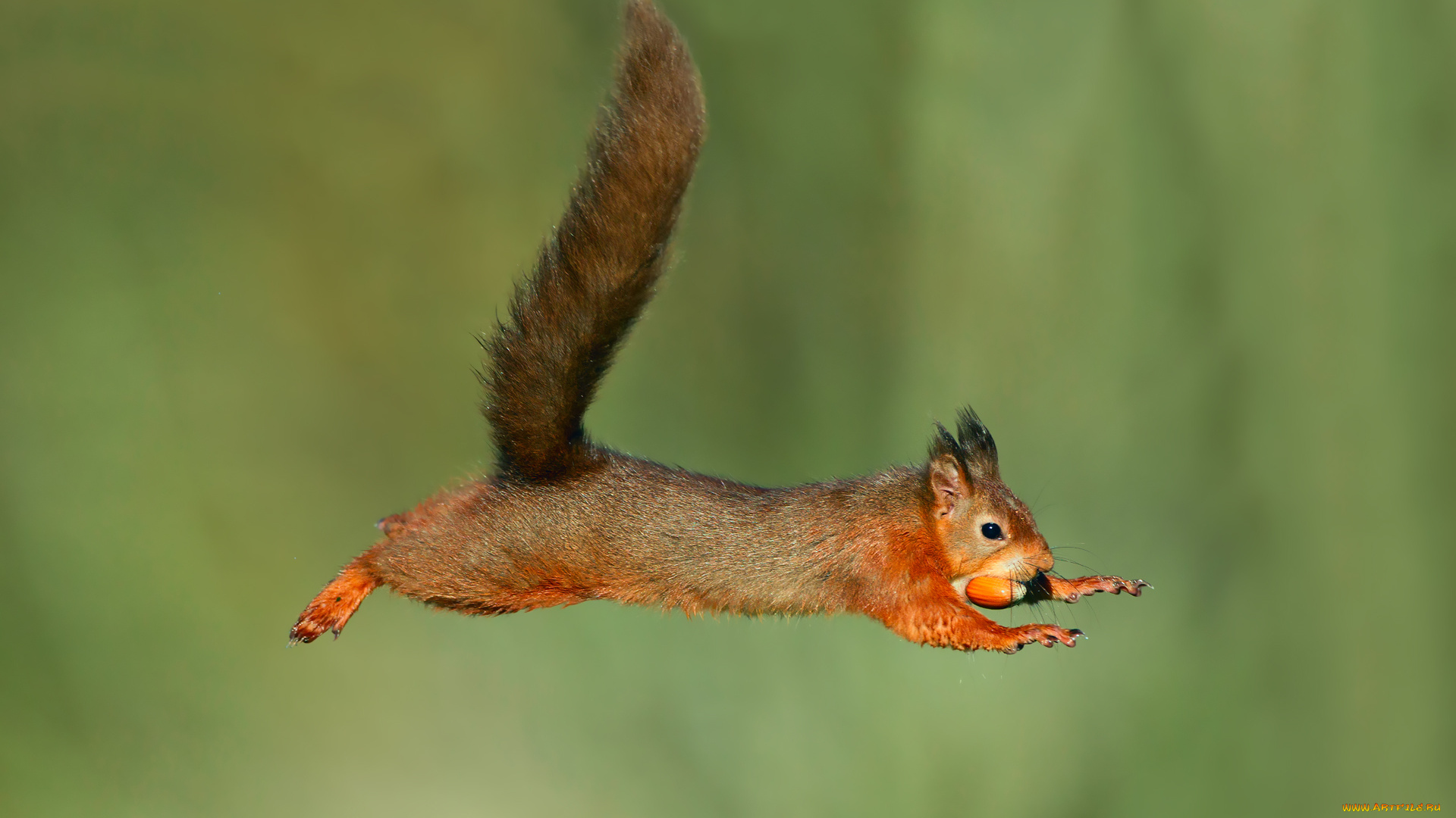 животные, белки, жёлудь, фон, полёт, прыжок