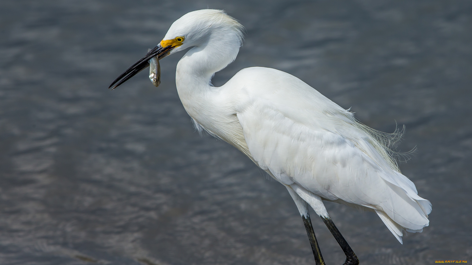 животные, цапли, , выпи, цапля, белая