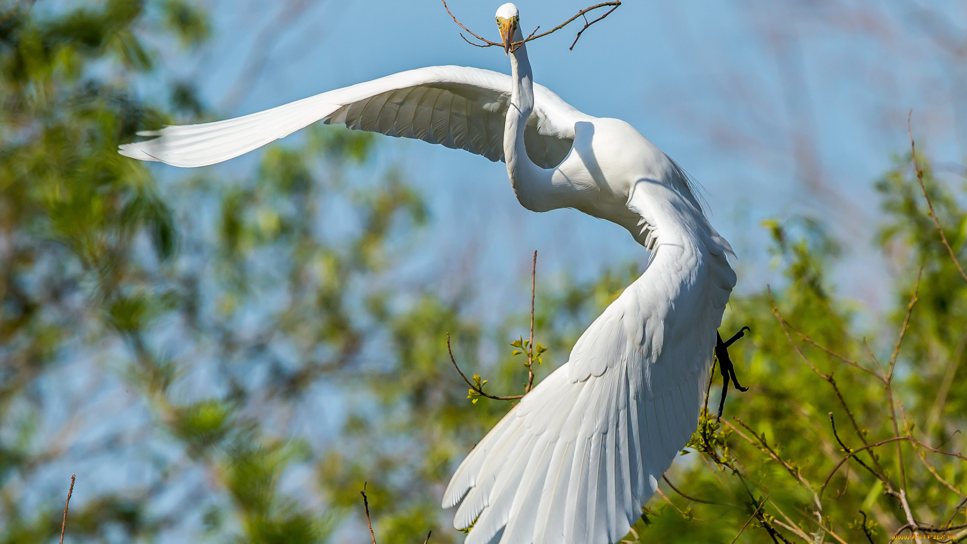 животные, цапли, , выпи, цапля, белая