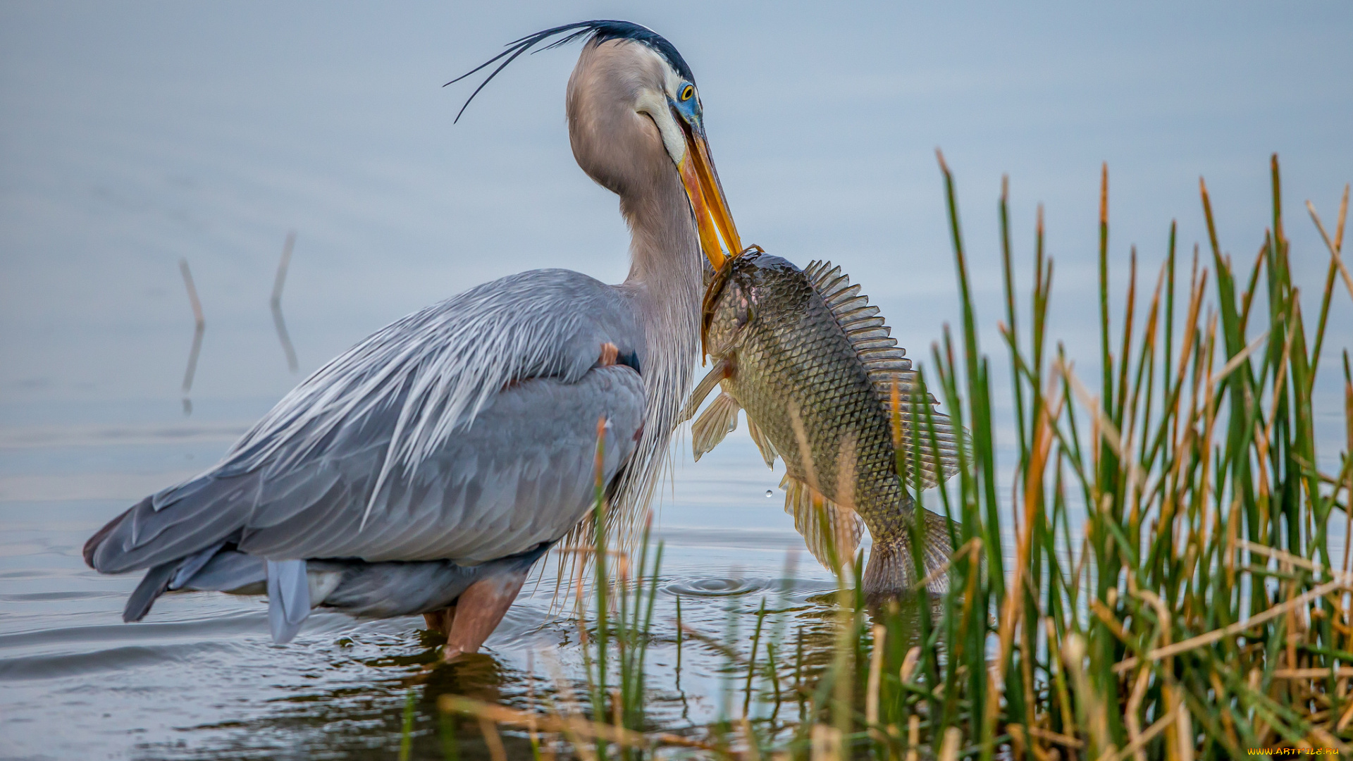 животные, цапли, , выпи, доьыча, цапля