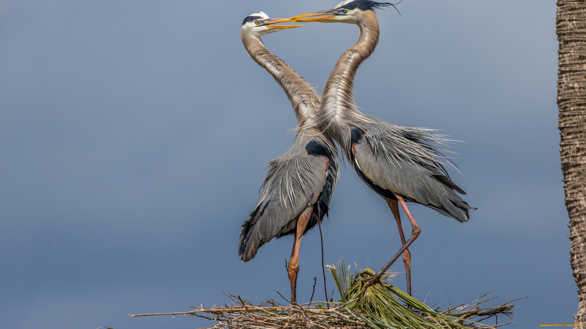 животные, цапли, , выпи, серые