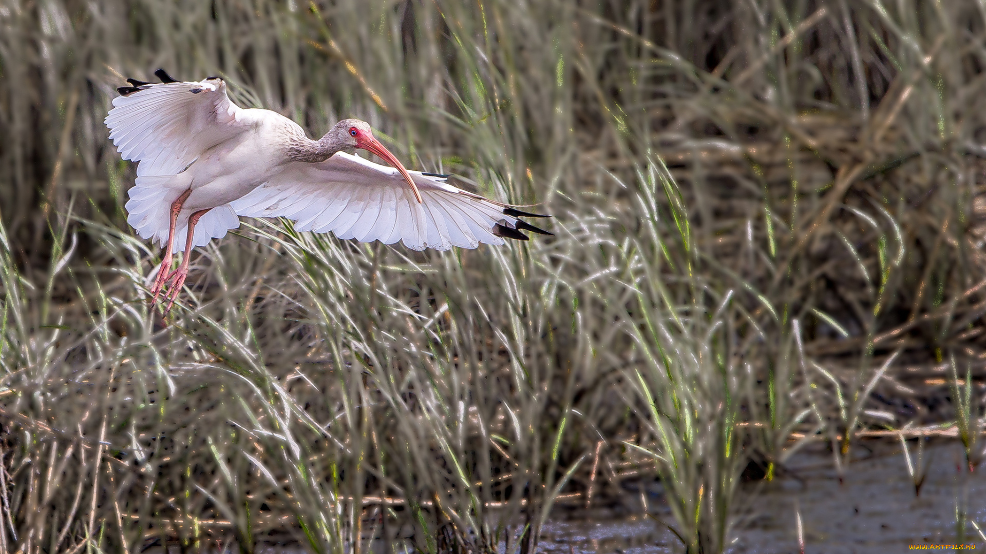 животные, ибисы, , колпицы, аист, болото