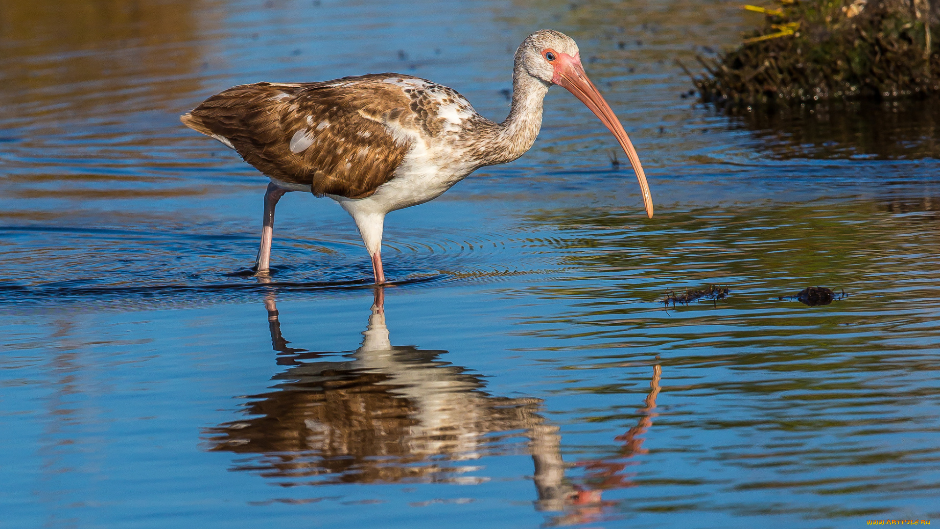 животные, ибисы, , колпицы, птица, водоем