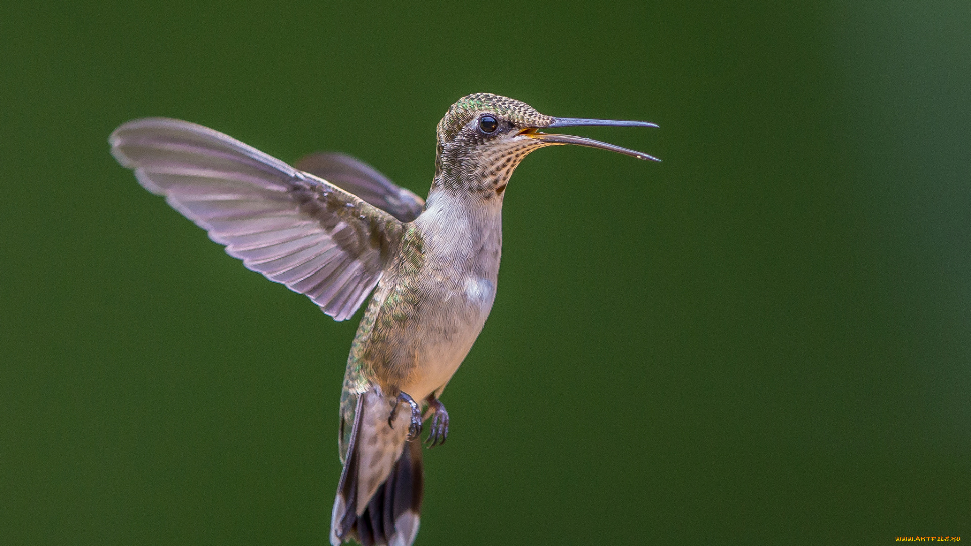 животные, колибри, полет