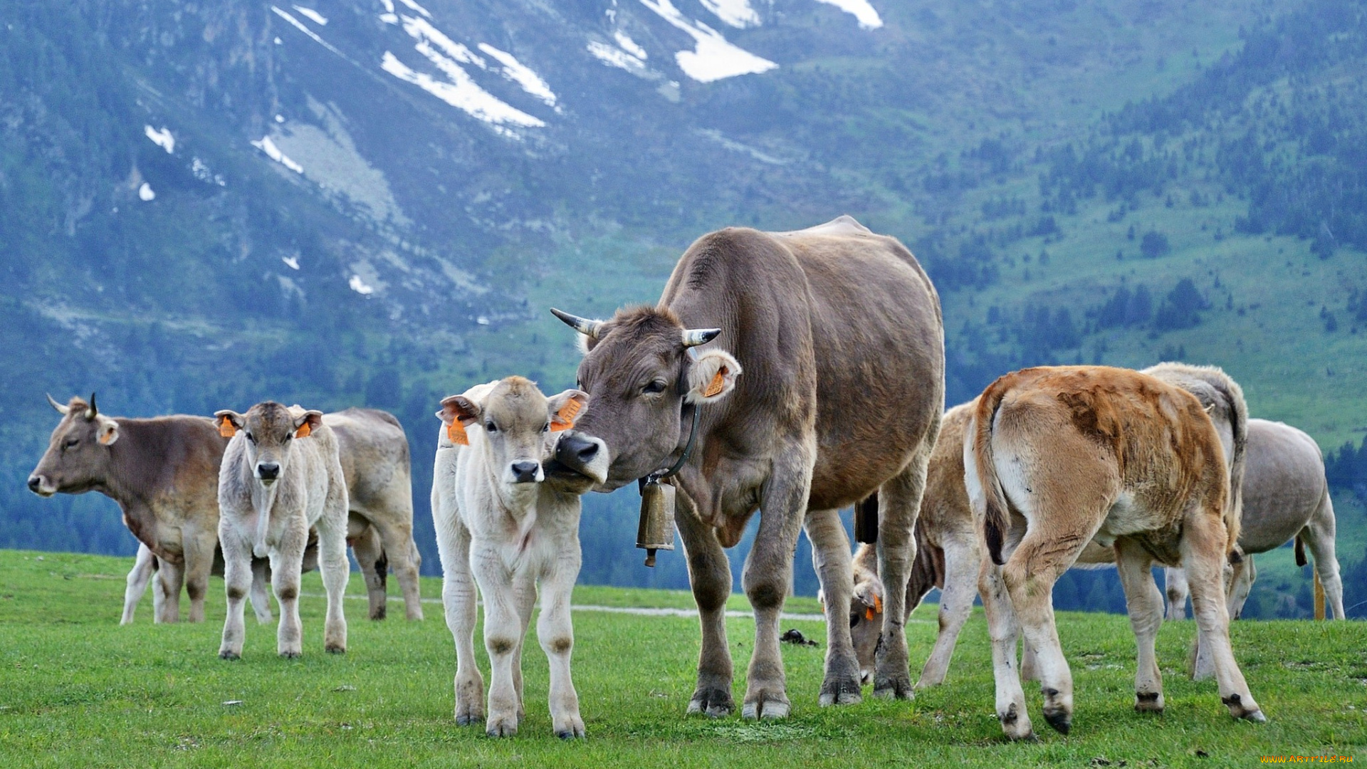 животные, коровы, , буйволы, телята, стадо