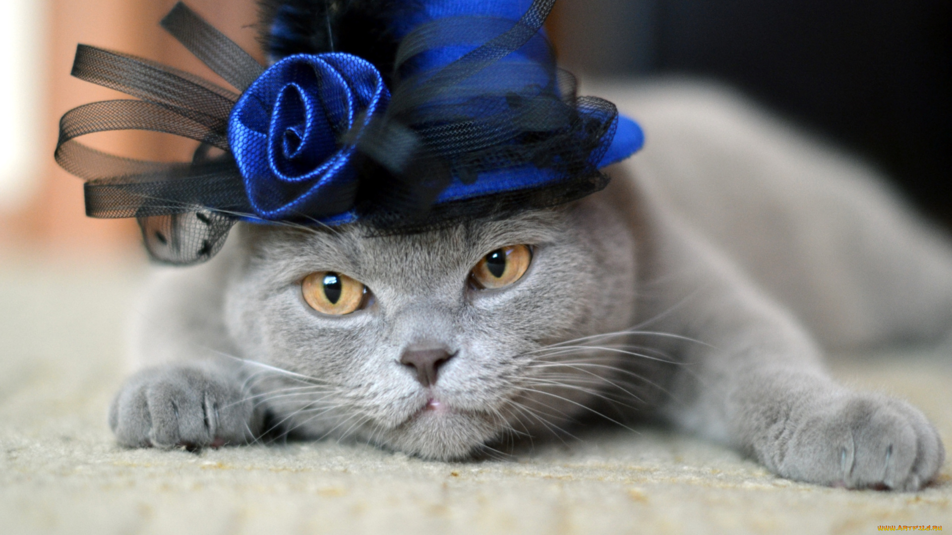 животные, коты, шляпа