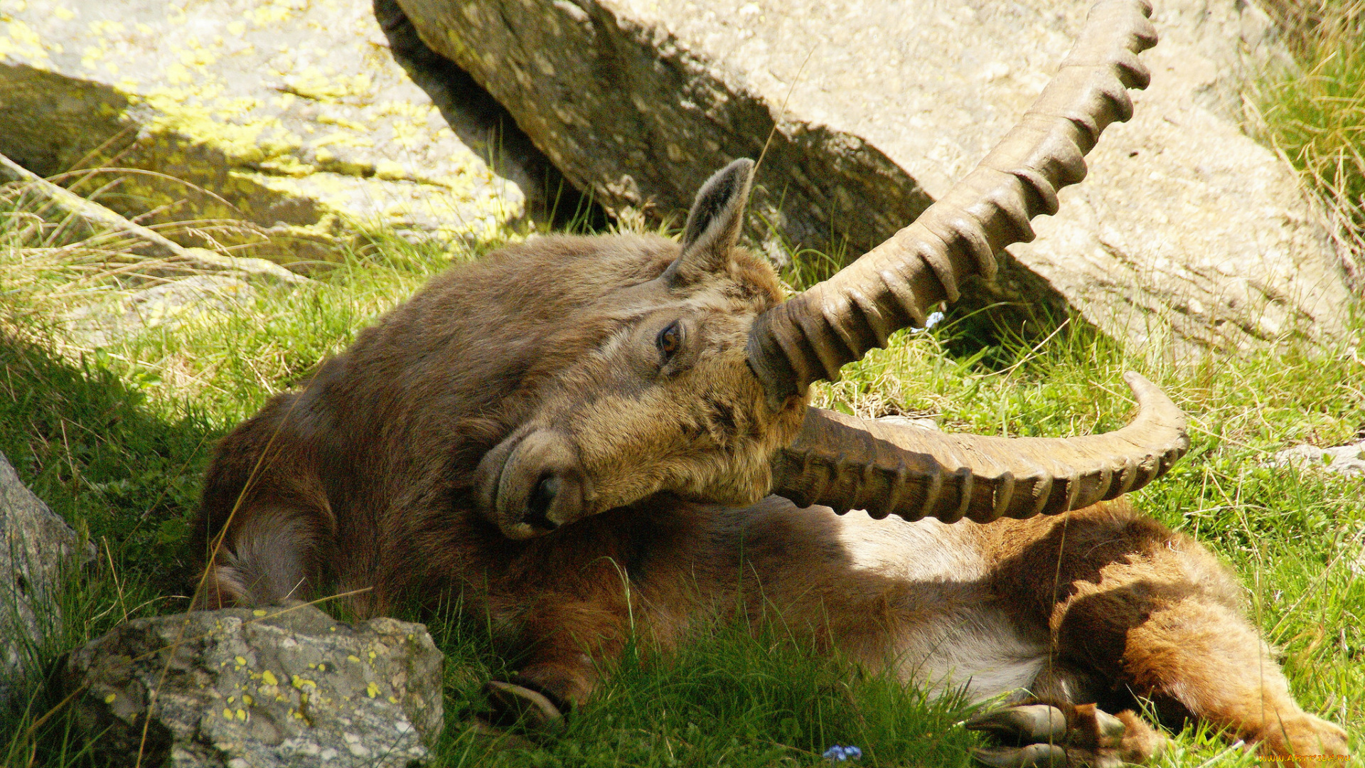 животные, козы, козел, горный