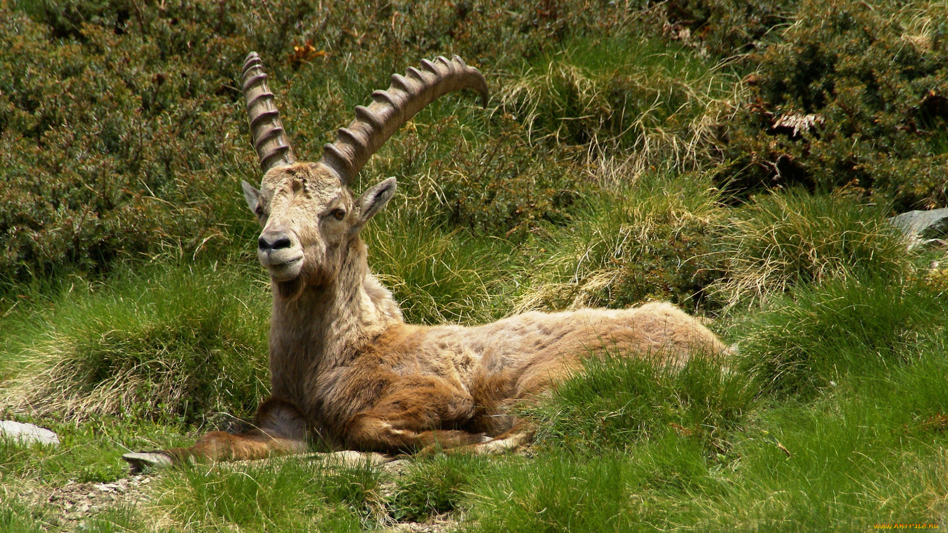 животные, козы, козел, горный