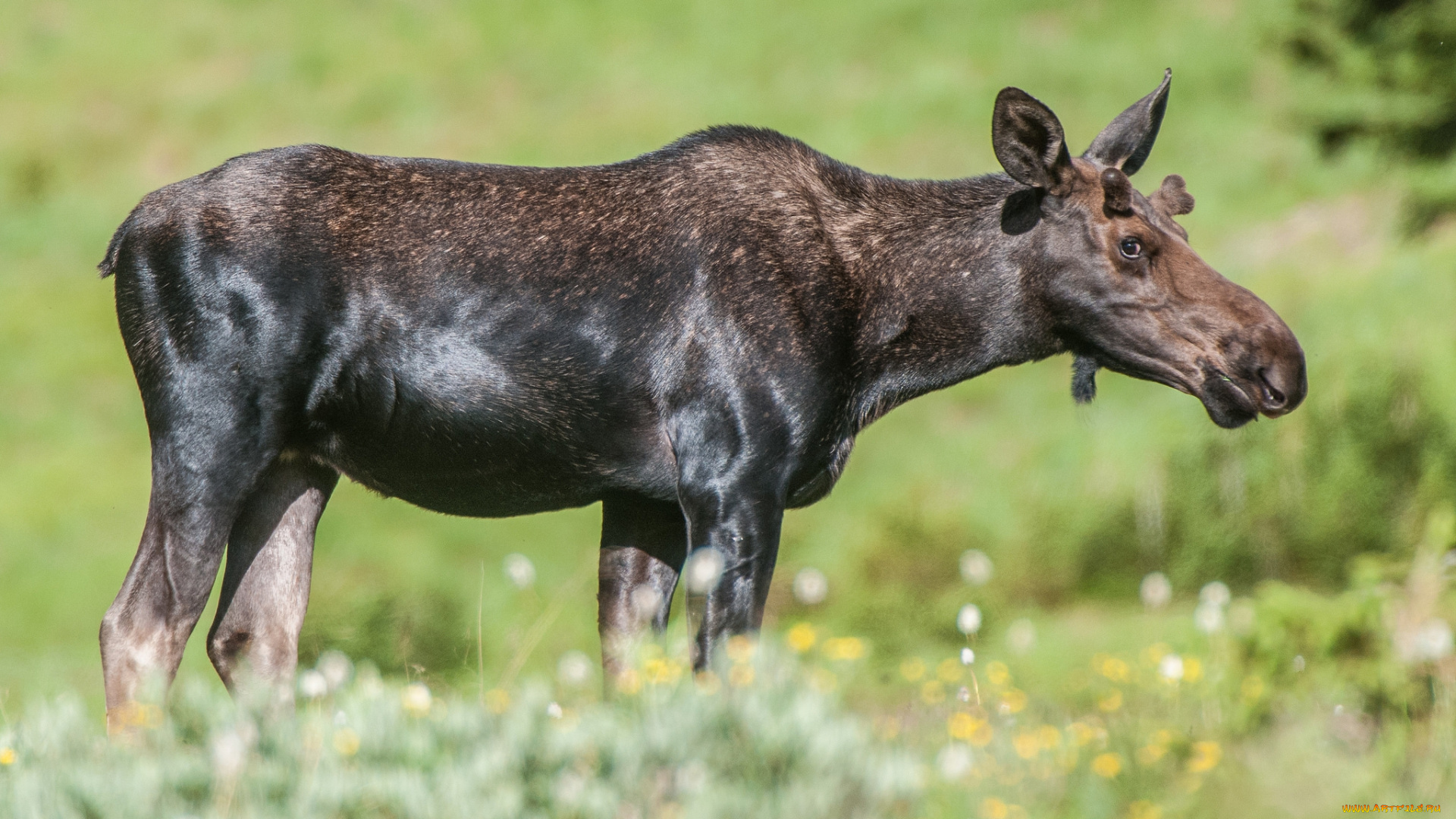 животные, лоси, сохатый