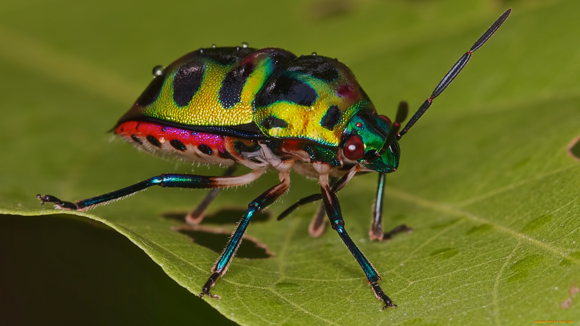 животные, насекомые, жучок