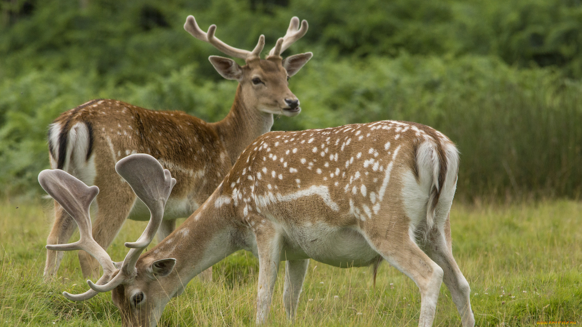 животные, олени, пятнистые