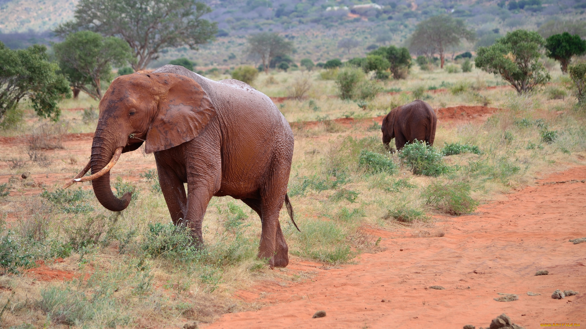 животные, слоны, саванна, слон