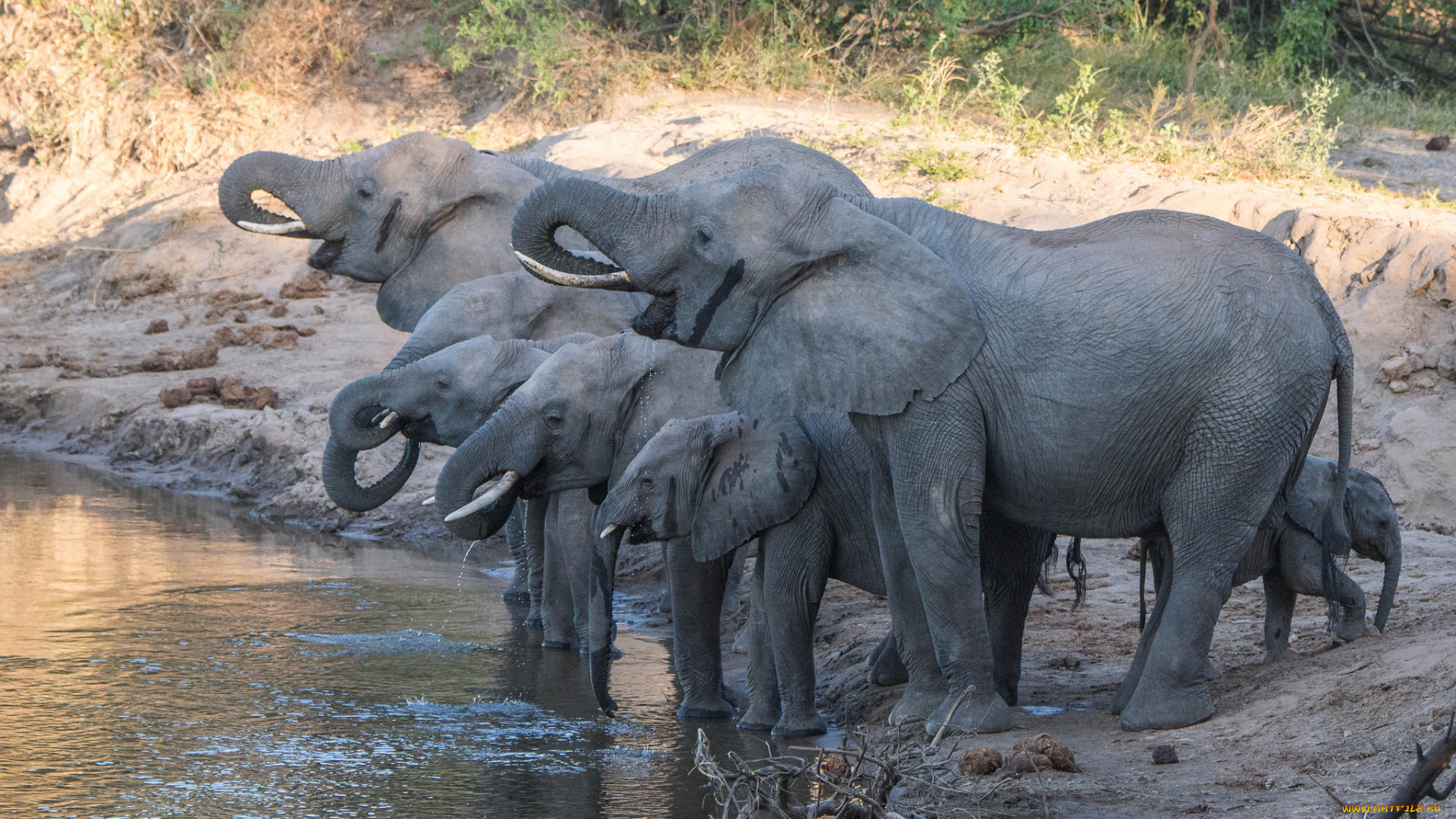 животные, слоны, водопой, слокы
