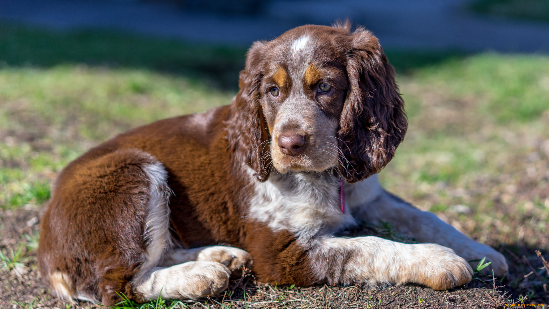 животные, собаки, щенок