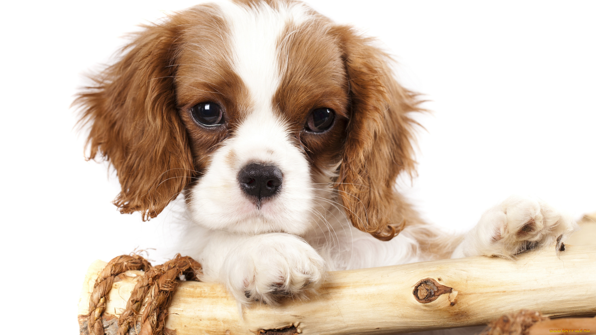 животные, собаки, щенок