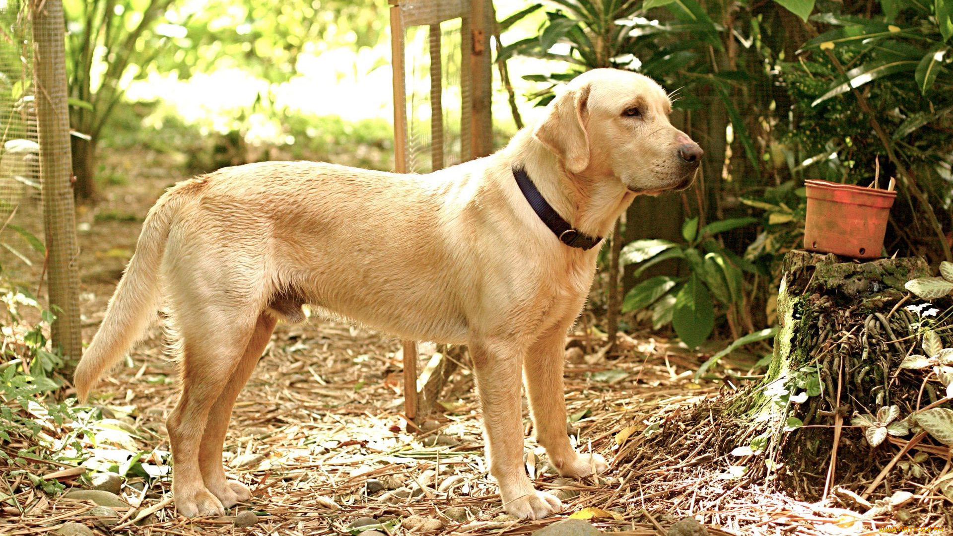 животные, собаки, взгляд