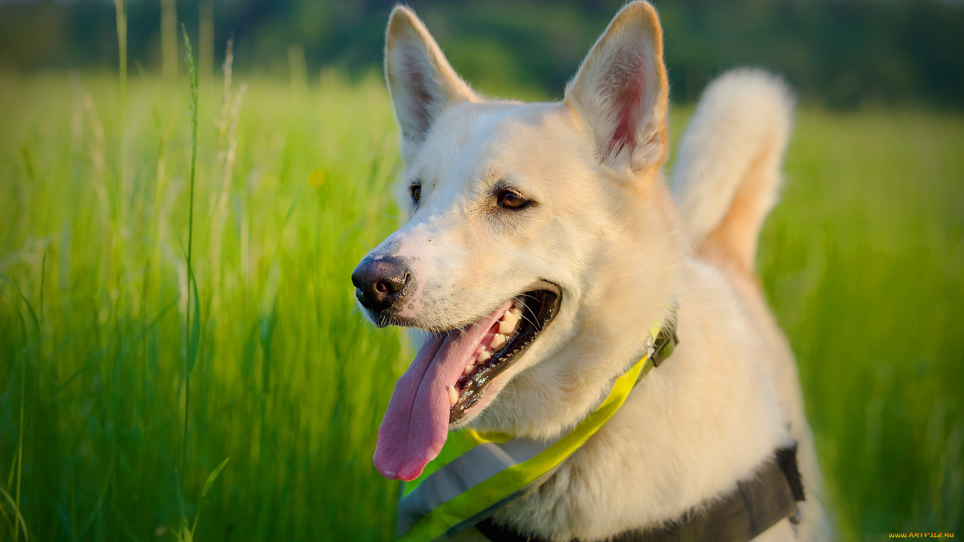 животные, собаки, язык