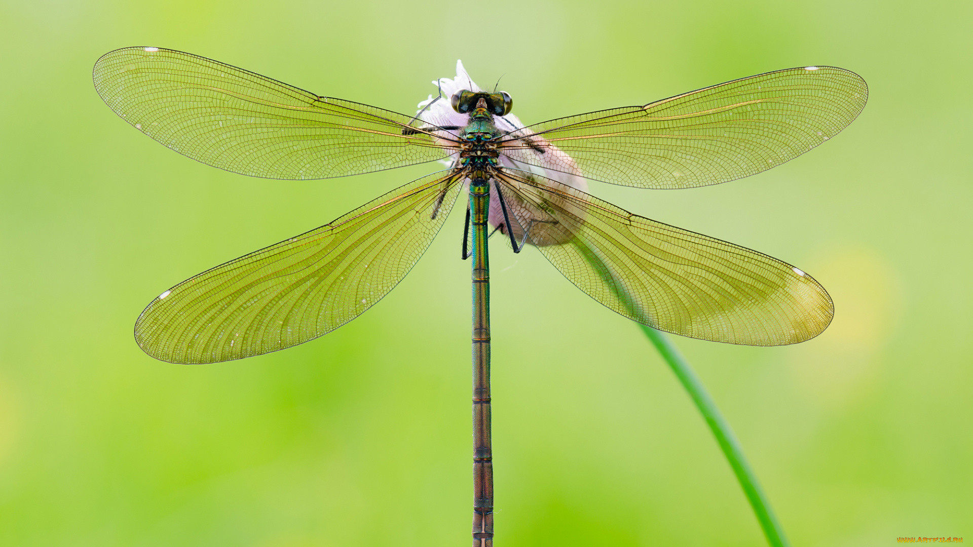 животные, стрекозы, цветок, бутон, стрекоза, фон, зелёный, крылья, прозрачные