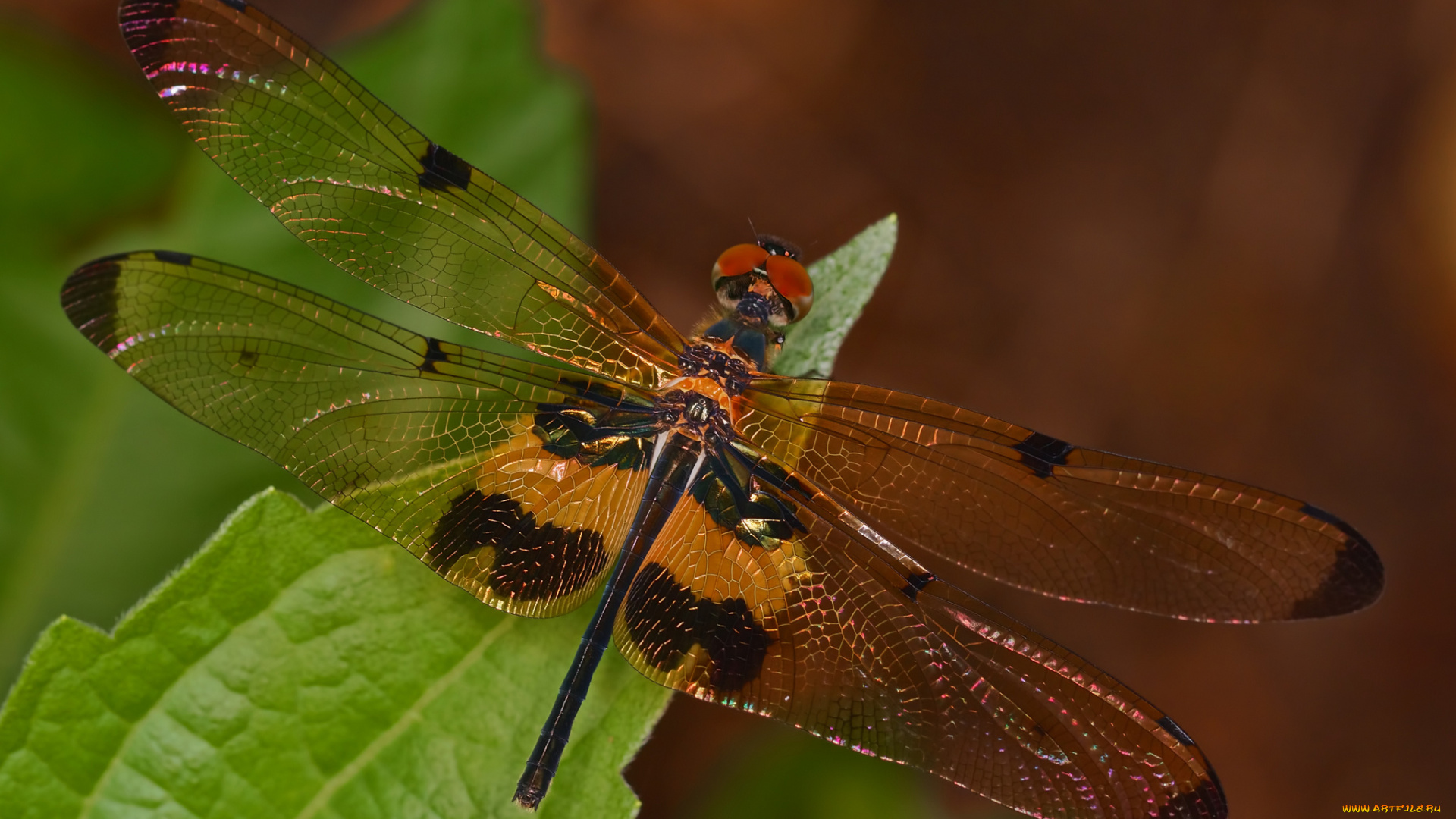 животные, стрекозы, стрекоза