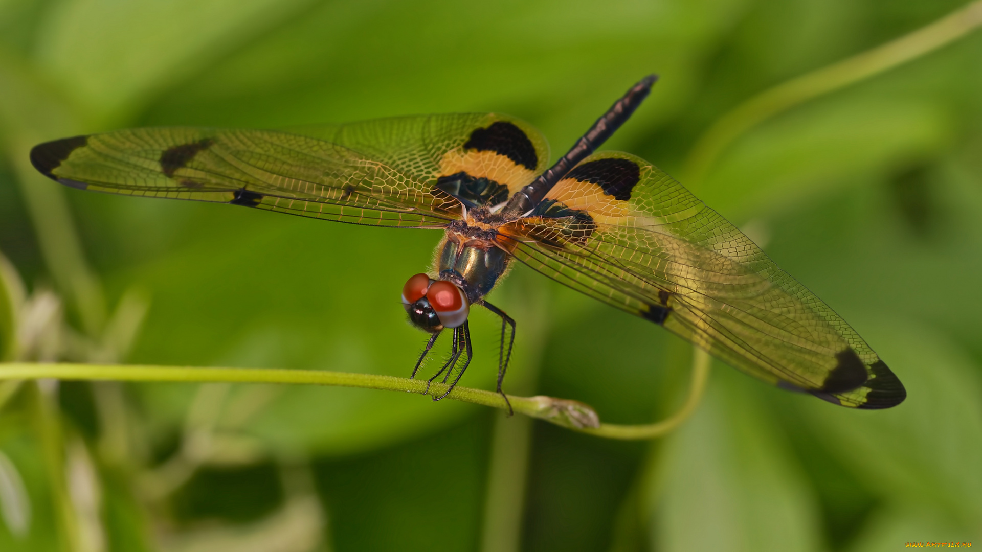 животные, стрекозы, стрекоза
